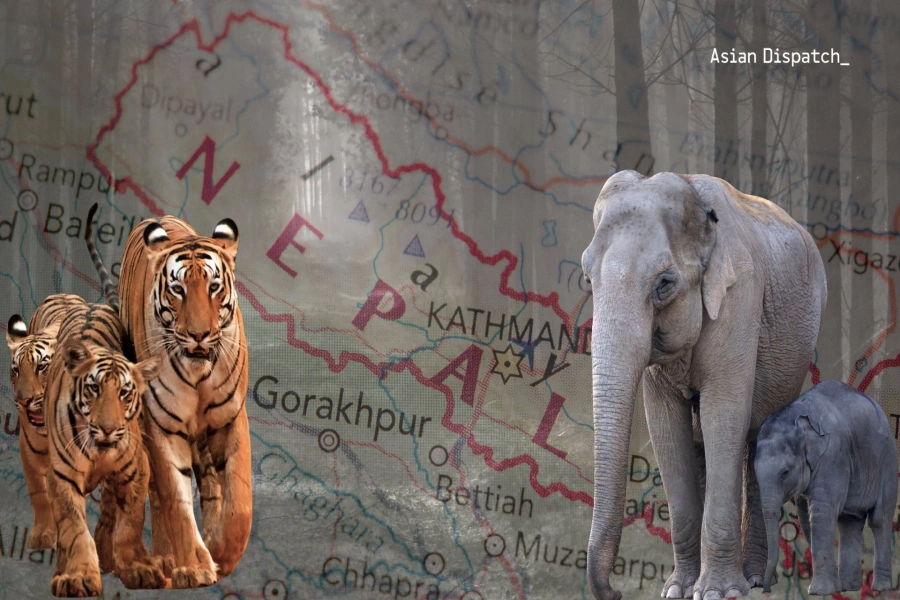 Tigers and Elephants-1769061731.webp